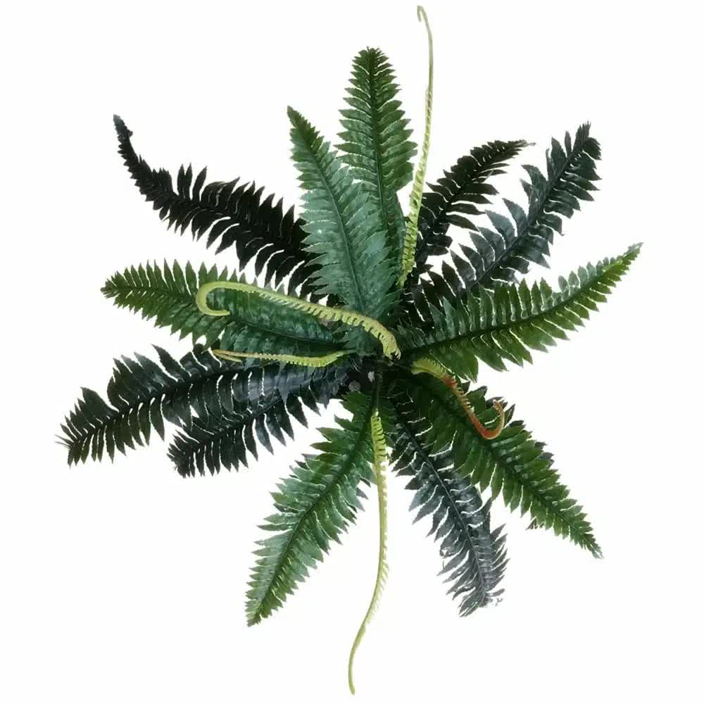 Artificial Dark Green Boston Fern 60cm V637-DP1890013