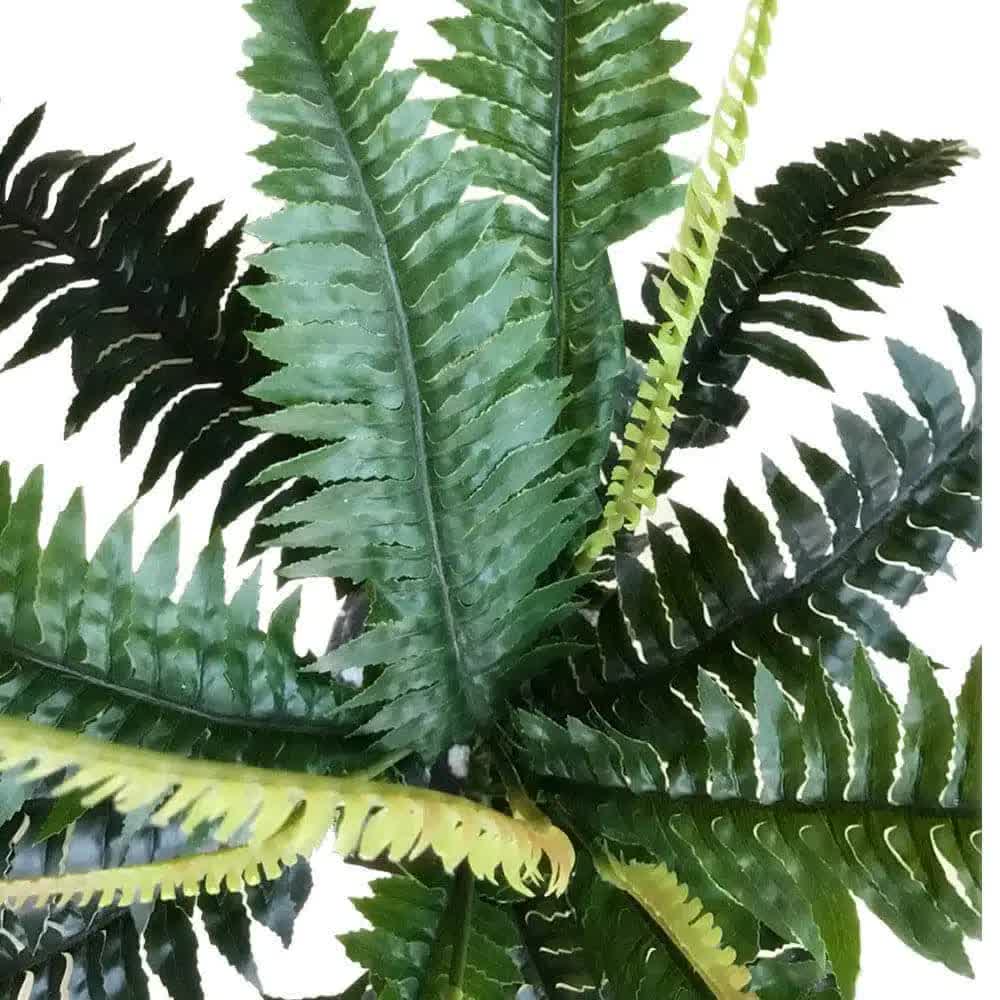 Artificial Dark Green Boston Fern 60cm V637-DP1890013