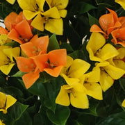 Flowering Yellow and Orange Bougainvillea Tree 90cm UV Resistant V637-DP29660
