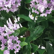 Flowering Lilac Crepe Myrtle Tree 90cm UV Resistant V637-DP29662