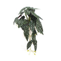 Artificial Begonia Maculata Plant In Decorative Bowl 30cm V637-DP751890128