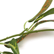 Artificial Croton Vine / Hanging Garland 180cm V637-DP7519825