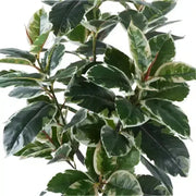 Artificial Bushy Variegated Ficus Tree (Rubber Tree) 120cm V637-DP75261