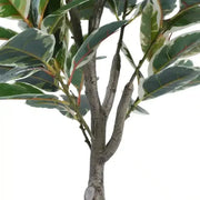 Artificial Bushy Variegated Ficus Tree (Rubber Tree) 120cm V637-DP75261