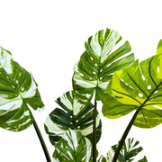 Premium Artificial Potted Monstera Albo 150cm V637-DP75264
