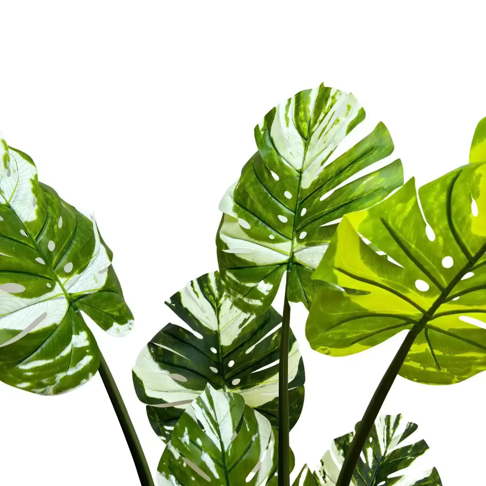 Premium Artificial Potted Monstera Albo 150cm V637-DP75264