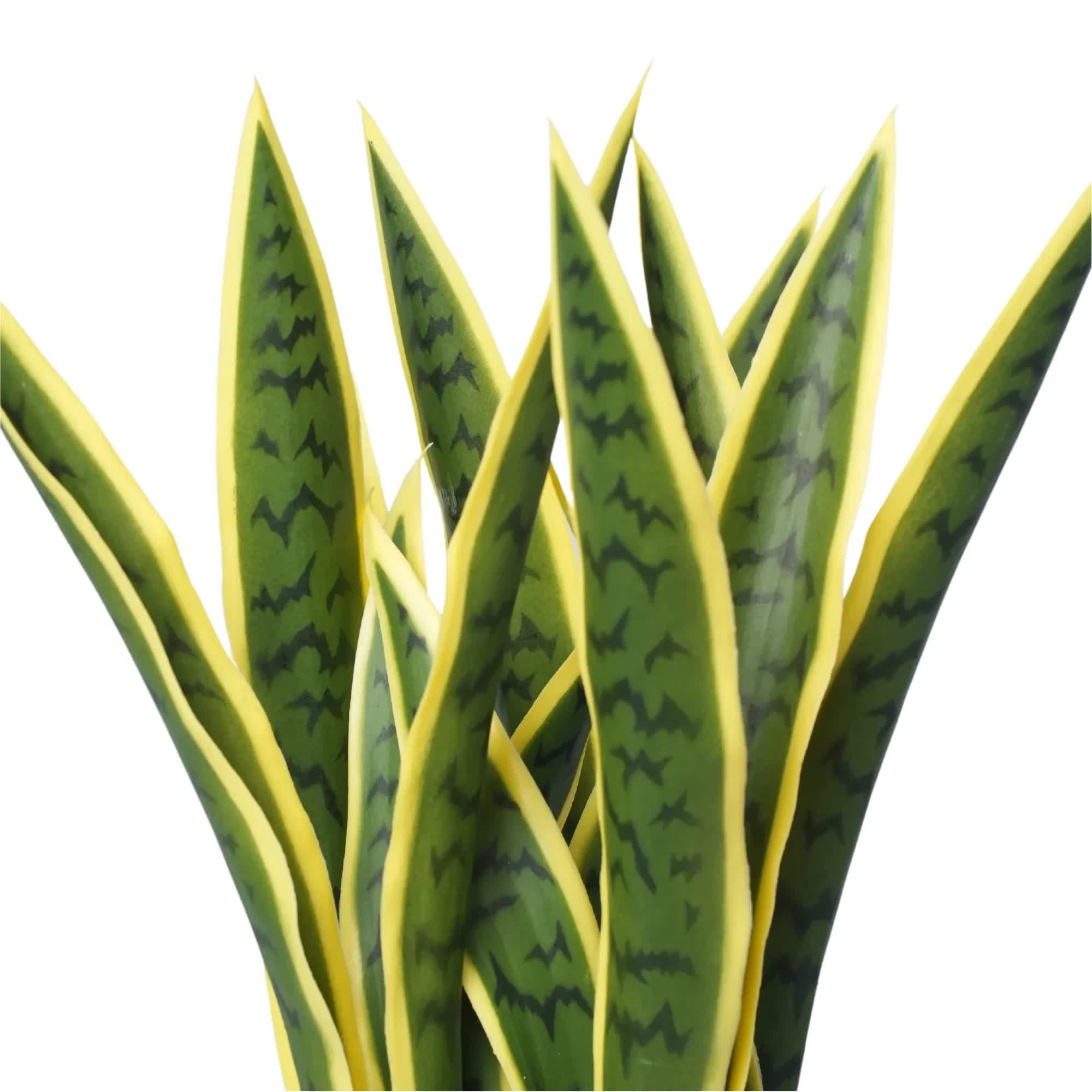 Artificial Mother in Law Tongue / Yellow Tongue Sansevieria UV Resistant 60cm V637-DP75270