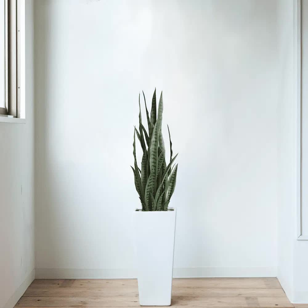 Artificial Snake Plant Sansevieria UV Resistant 90cm V637-DP75271