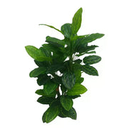 Premium Artificial Cordyline Fructicosa Green / Ti Plant 90cm V637-DP75274