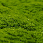 Fresh Natural Green Artificial Moss / Green Wall UV Resistant 1m x 1m V637-DP7890013