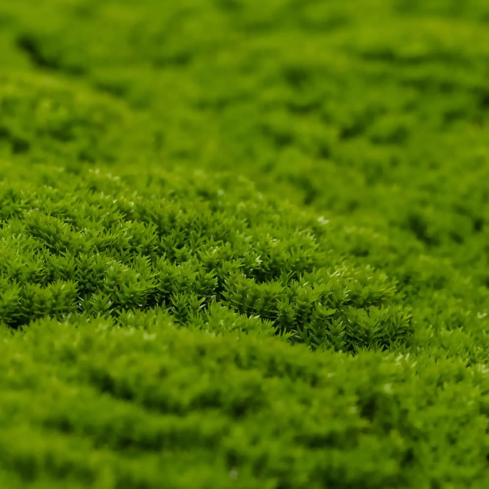 Fresh Natural Green Artificial Moss / Green Wall UV Resistant 1m x 1m V637-DP7890013