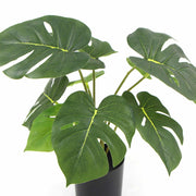 Potted Artificial Monstera Split Philodendron Plant with Real Touch Leaves 35cm V637-DP8870011