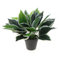Dense Potted Artificial Calathea Plant 35cm V637-DP9801899