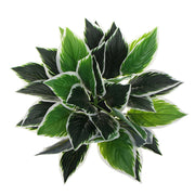 Dense Potted Artificial Calathea Plant 35cm V637-DP9801899