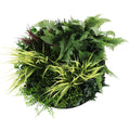 Slimline Artificial Green Wall Disc Art 50cm Grassy Fern Fields UV Resistant (Black) V637-DP9852