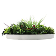 Slimline Artificial Green Wall Disc Art 60cm Colour Fresh UV Resistant (White) V637-DP9862