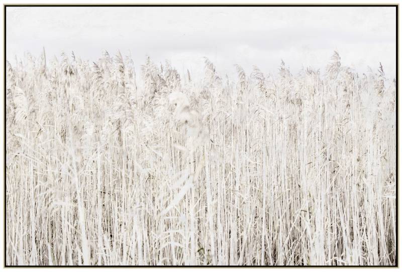 Pampas Grass Framed Canvas Wall Art 120cm V637-E592339