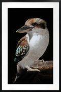 Mystery Kookaburra Artwork Framed W Glass Front 80x120cm V637-E646063