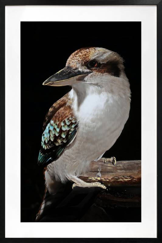 Mystery Kookaburra Artwork Framed W Glass Front 80x120cm V637-E646063