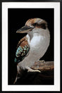 Mystery Kookaburra Artwork Framed W Glass Front 80x120cm V637-E646063