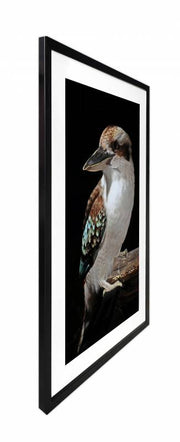 Mystery Kookaburra Artwork Framed W Glass Front 80x120cm V637-E646063