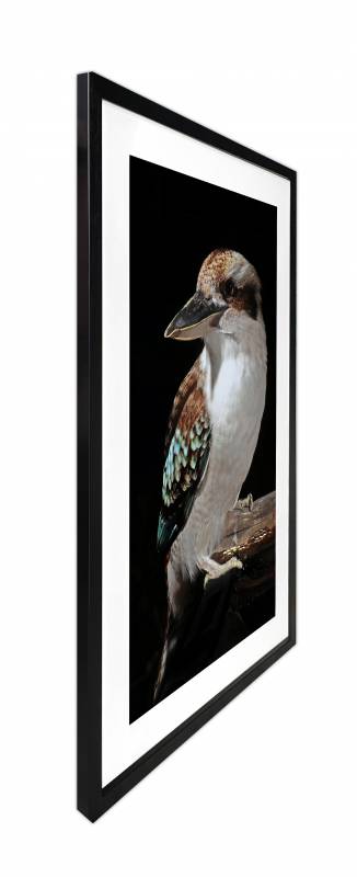Mystery Kookaburra Artwork Framed W Glass Front 80x120cm V637-E646063