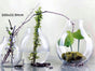 Glass Wide Bubble Vase 22cm V637-GVA32624