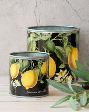 tin-planter-lemons-set-of-4 V758-CV20009