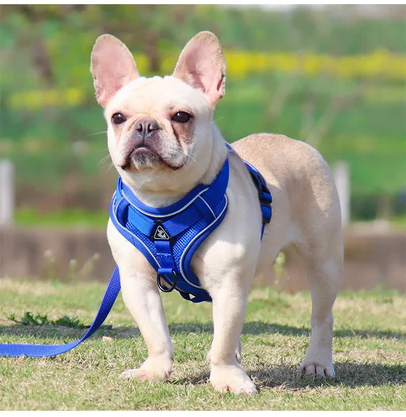 Blue Reflective Mesh Dog Harness and Leash Set - Adjustable No-Pull Vest - L V888-ELOSUNG26041