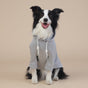Grey Classic Dog Sweatshirt with Hood & Drawstrings - For Large Dogs (Size : 4XL) V888-ELOSUNG26814