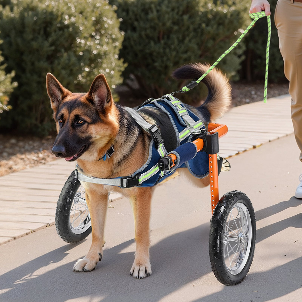 Dog Wheelchair for Back Legs, Lightweight 2 Wheels Pet Wheelchair, Height, Width & Length Adjustable, Dog V952-CWLYLLSTDHXL2W9B4001V0