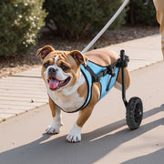 Dog Wheelchair for Back Legs, Adjustable 2 Wheels Pet Wheelchair, Lightweight Dog Cart with Shock-Absorbing Wheels, Mobility Support Wheel Chair for Disabled Injured Dogs up to 15kg, Medium