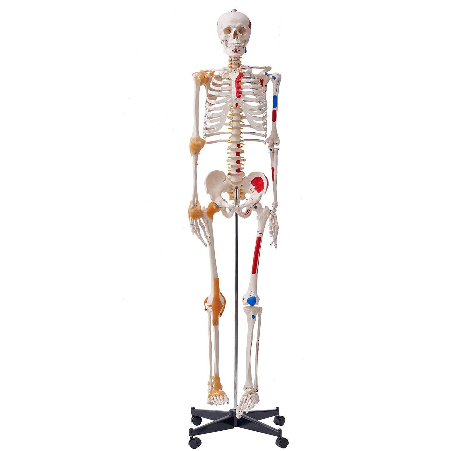 Human Skeleton Model for Anatomy, 182 cm Life Size, Accurate PVC Anatomy Skeleton Model with Ligaments, V952-GGJRQGMX1JTHBQTJ3V0