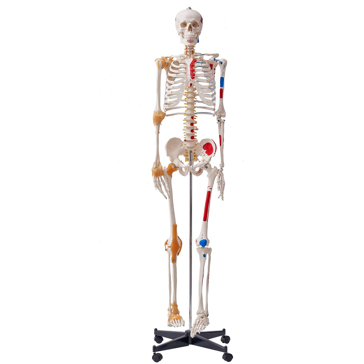 Human Skeleton Model for Anatomy, 182 cm Life Size, Accurate PVC Anatomy Skeleton Model with Ligaments, V952-GGJRQGMX1JTHBQTJ3V0