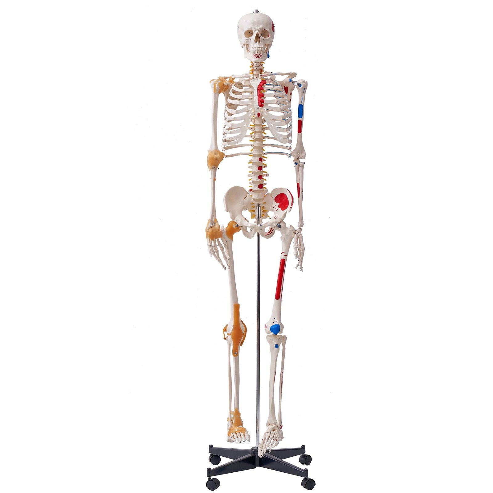 Human Skeleton Model for Anatomy, 182 cm Life Size, Accurate PVC Anatomy Skeleton Model with Ligaments, V952-GGJRQGMX1JTHBQTJ3V0