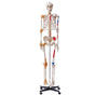 Human Skeleton Model for Anatomy, 182 cm Life Size, Accurate PVC Anatomy Skeleton Model with Ligaments, V952-GGJRQGMX1JTHBQTJ3V0