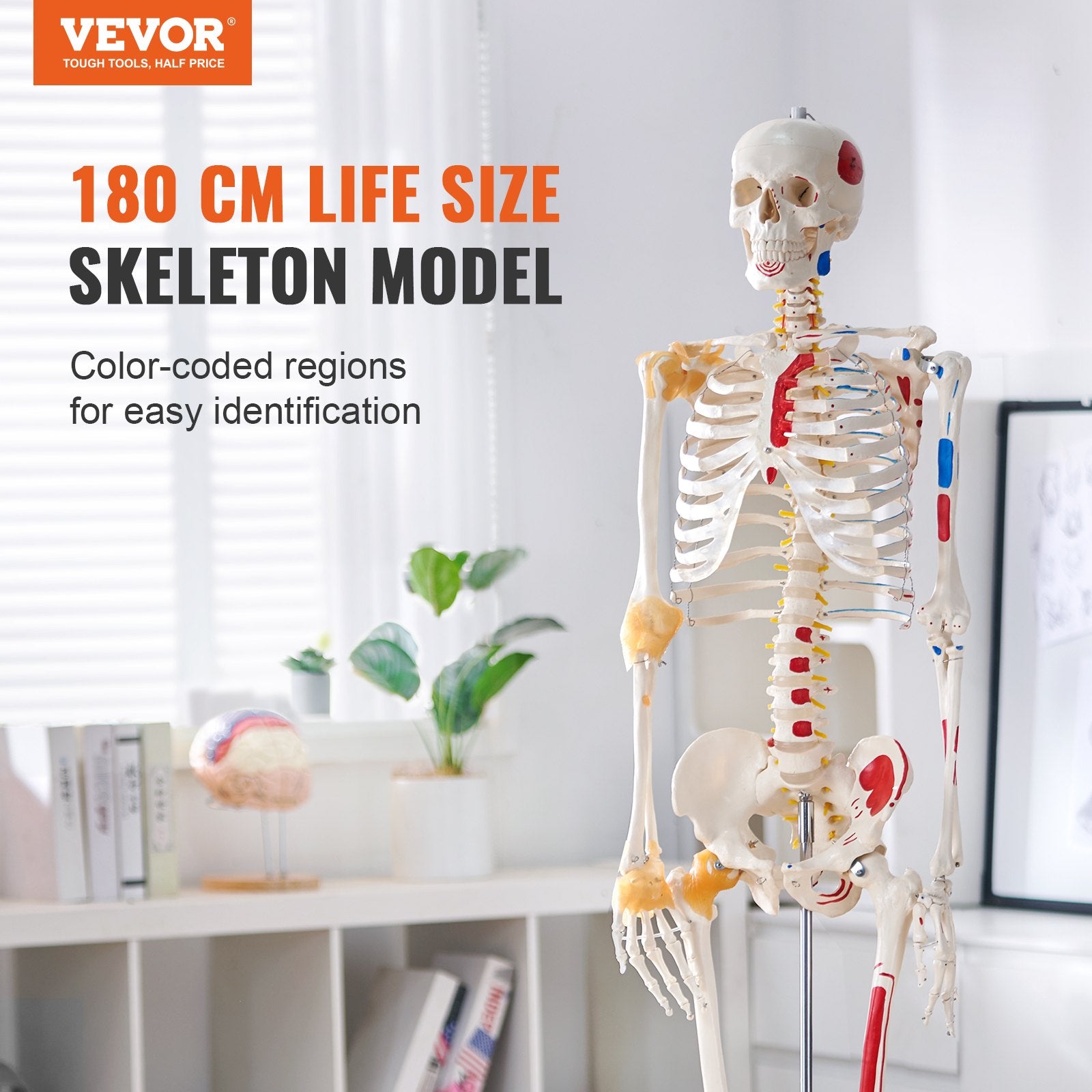 Human Skeleton Model for Anatomy, 182 cm Life Size, Accurate PVC Anatomy Skeleton Model with Ligaments, V952-GGJRQGMX1JTHBQTJ3V0
