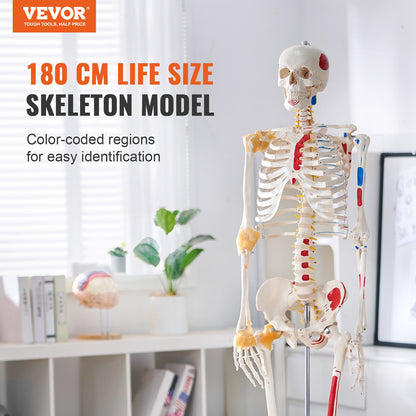 Human Skeleton Model for Anatomy, 182 cm Life Size, Accurate PVC Anatomy Skeleton Model with Ligaments, V952-GGJRQGMX1JTHBQTJ3V0