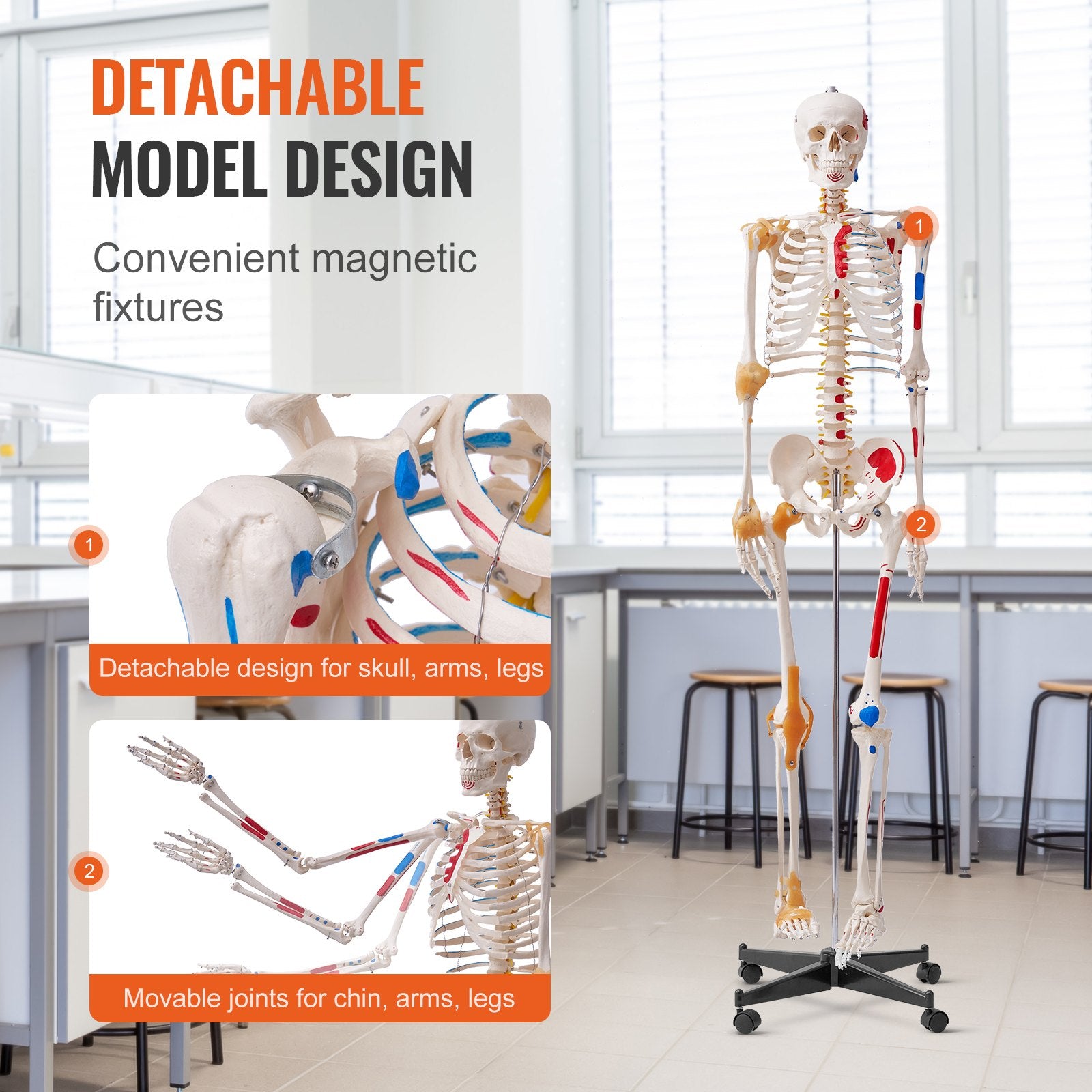 Human Skeleton Model for Anatomy, 182 cm Life Size, Accurate PVC Anatomy Skeleton Model with Ligaments, V952-GGJRQGMX1JTHBQTJ3V0