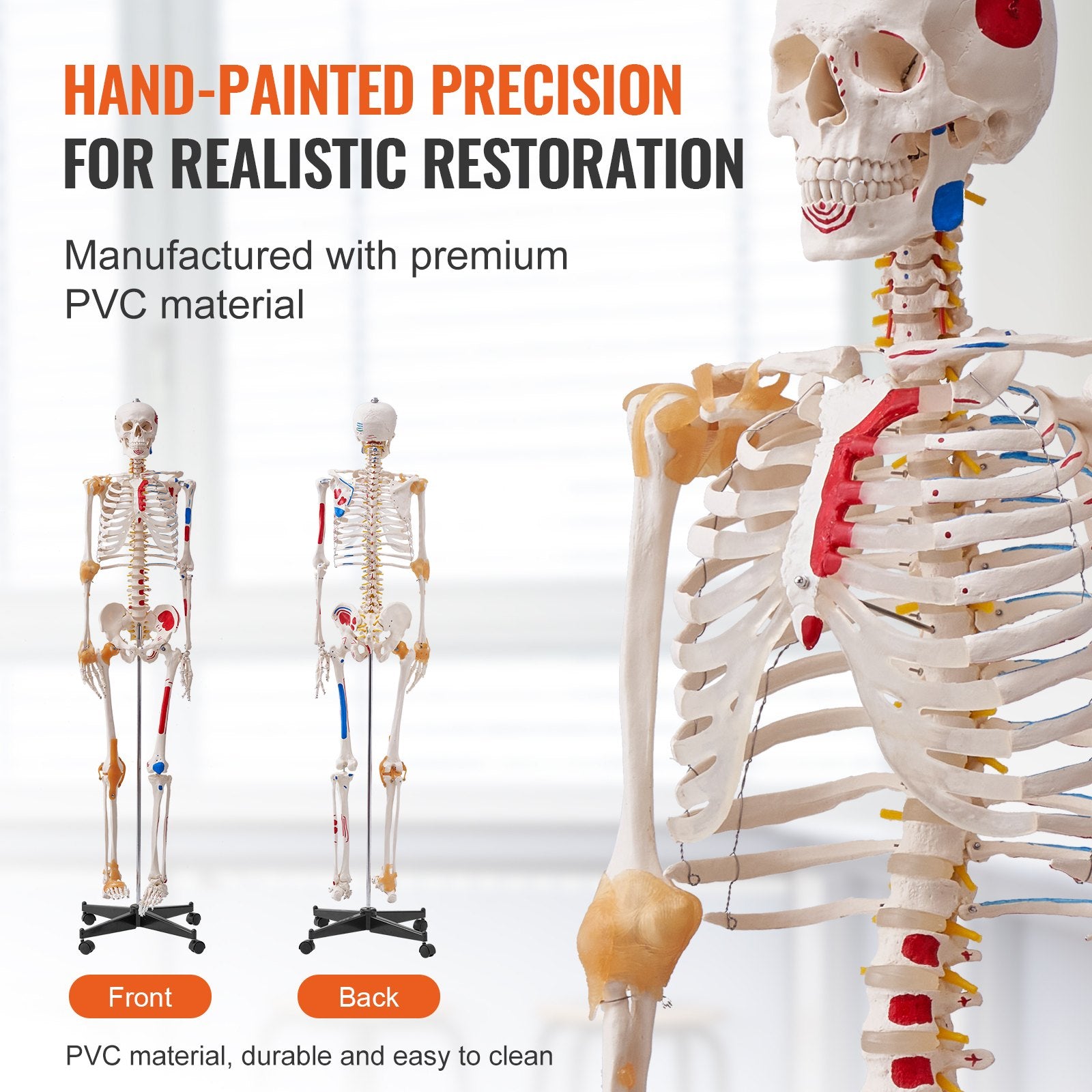 Human Skeleton Model for Anatomy, 182 cm Life Size, Accurate PVC Anatomy Skeleton Model with Ligaments, V952-GGJRQGMX1JTHBQTJ3V0
