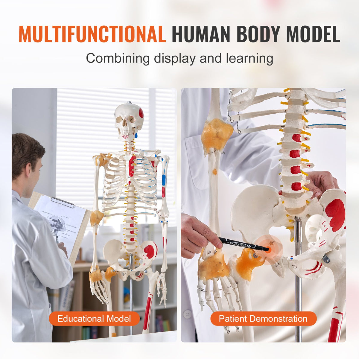 Human Skeleton Model for Anatomy, 182 cm Life Size, Accurate PVC Anatomy Skeleton Model with Ligaments, V952-GGJRQGMX1JTHBQTJ3V0