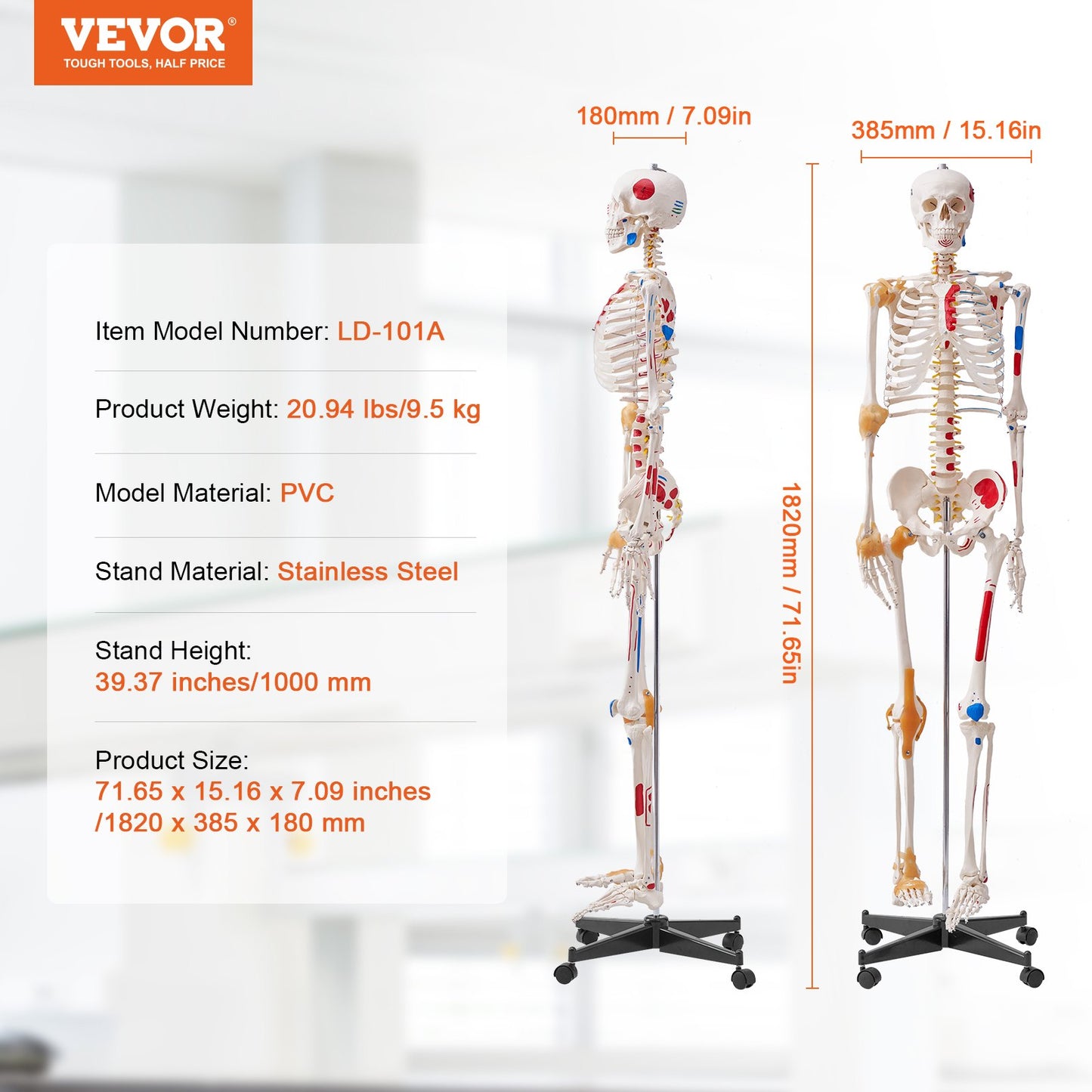 Human Skeleton Model for Anatomy, 182 cm Life Size, Accurate PVC Anatomy Skeleton Model with Ligaments, V952-GGJRQGMX1JTHBQTJ3V0