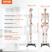 Human Skeleton Model for Anatomy, 182 cm Life Size, Accurate PVC Anatomy Skeleton Model with Ligaments, V952-GGJRQGMX1JTHBQTJ3V0