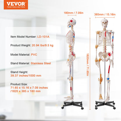 Human Skeleton Model for Anatomy, 182 cm Life Size, Accurate PVC Anatomy Skeleton Model with Ligaments, V952-GGJRQGMX1JTHBQTJ3V0