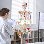 Human Skeleton Model for Anatomy, 182 cm Life Size, Accurate PVC Anatomy Skeleton Model with Ligaments, V952-GGJRQGMX1JTHBQTJ3V0