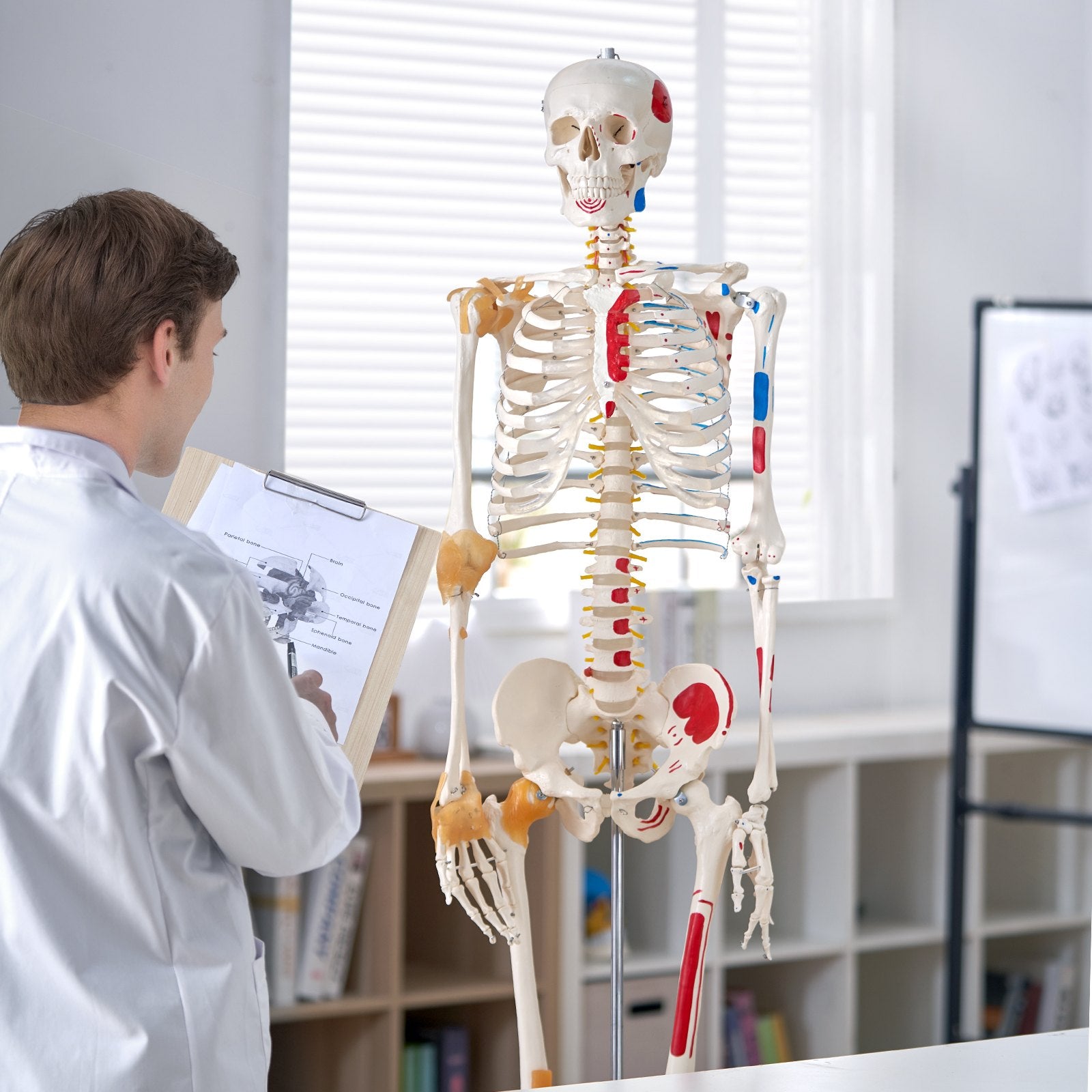 Human Skeleton Model for Anatomy, 182 cm Life Size, Accurate PVC Anatomy Skeleton Model with Ligaments, V952-GGJRQGMX1JTHBQTJ3V0