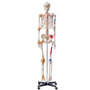 Human Skeleton Model for Anatomy, 182 cm Life Size, Accurate PVC Anatomy Skeleton Model with Ligaments, V952-GGJRQGMX1JTHBQTJ3V0
