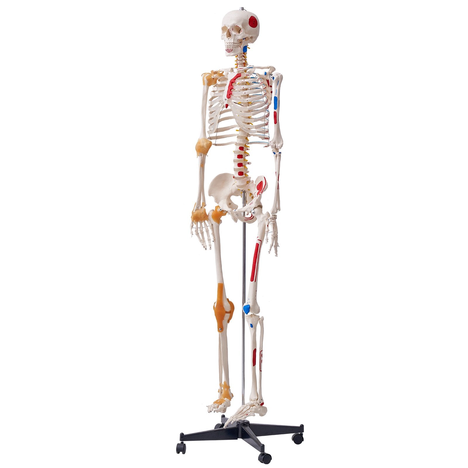 Human Skeleton Model for Anatomy, 182 cm Life Size, Accurate PVC Anatomy Skeleton Model with Ligaments, V952-GGJRQGMX1JTHBQTJ3V0