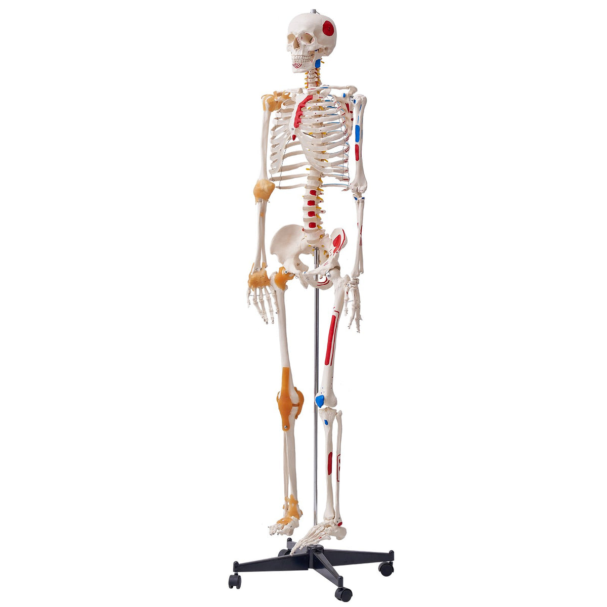 Human Skeleton Model for Anatomy, 182 cm Life Size, Accurate PVC Anatomy Skeleton Model with Ligaments, V952-GGJRQGMX1JTHBQTJ3V0