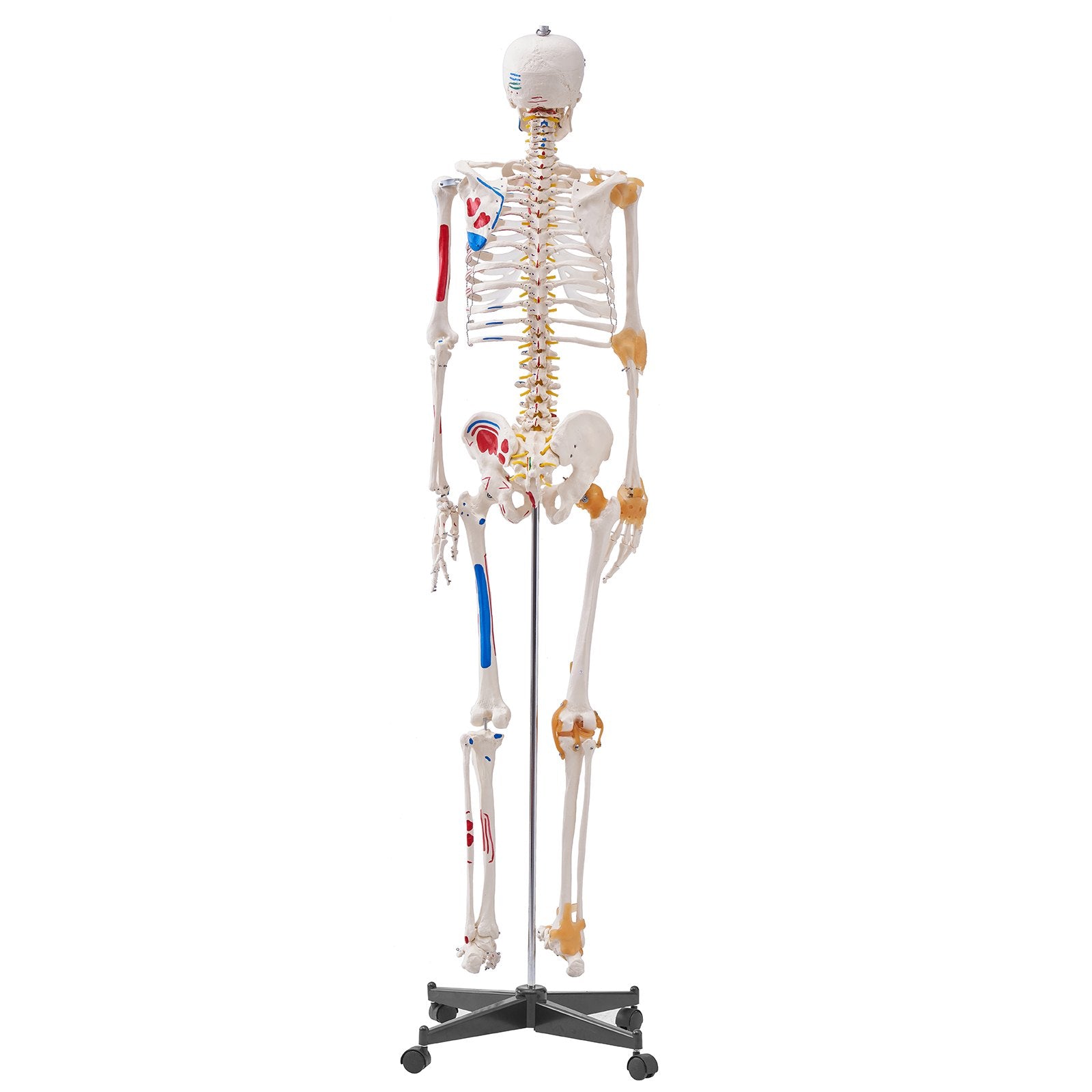 Human Skeleton Model for Anatomy, 182 cm Life Size, Accurate PVC Anatomy Skeleton Model with Ligaments, V952-GGJRQGMX1JTHBQTJ3V0